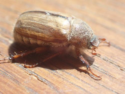 Melolonthinae